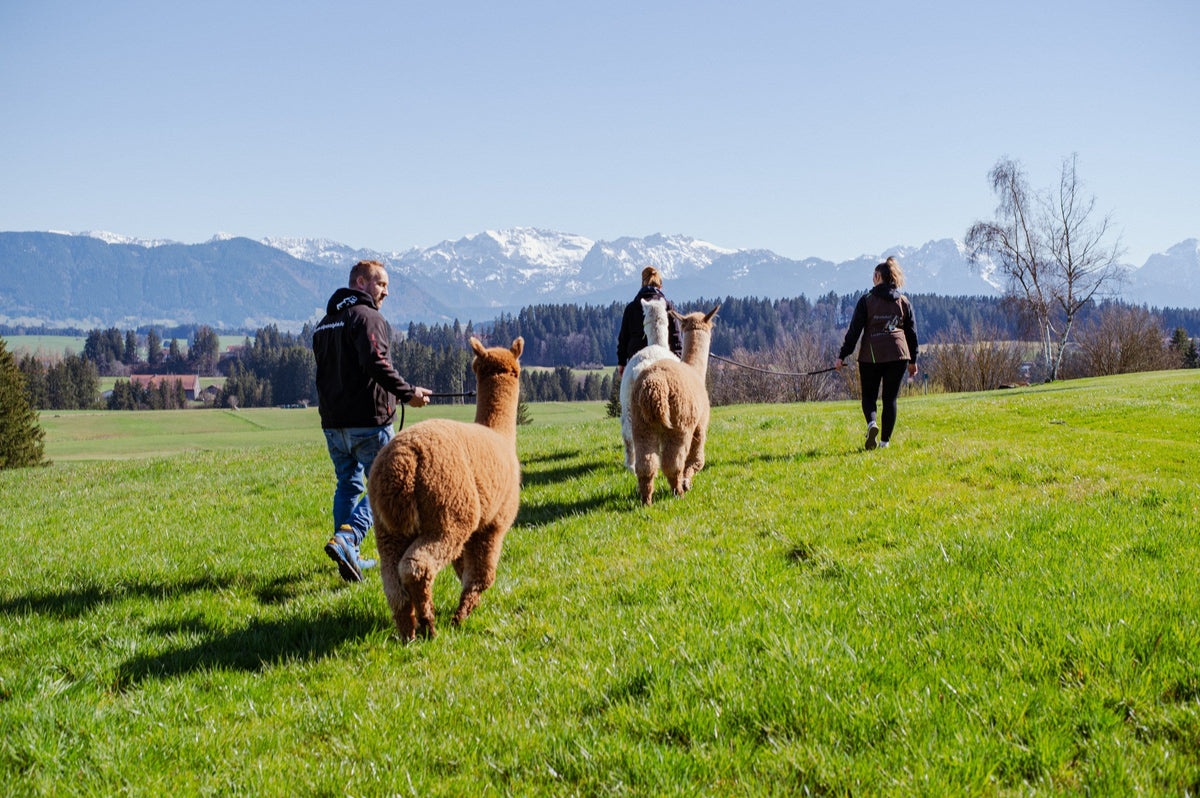 Jährliche Alpaka Patenschaft für die Jungs Alpenalpakas