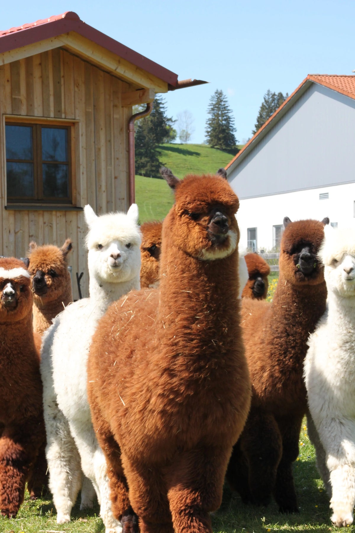 Alpaka Wanderung 2,5h Mein Shop